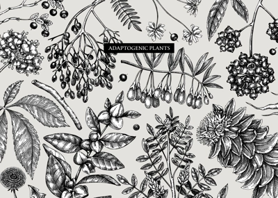 Adaptogenic plants background in sketch style. Sketched medicinal herbs, weeds, berries, leaves banner design. Perfect for brands, labels, packaging. Botanical illustrations